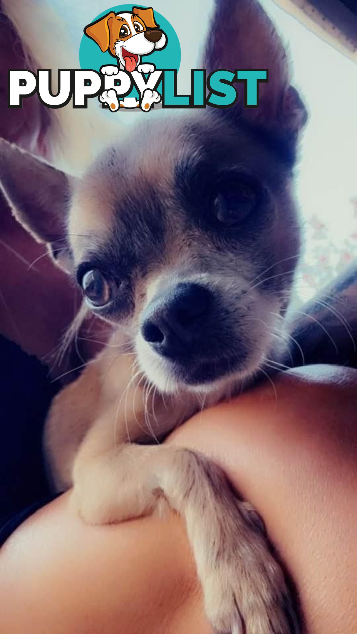 Chihuahua