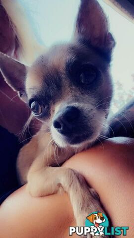 Chihuahua