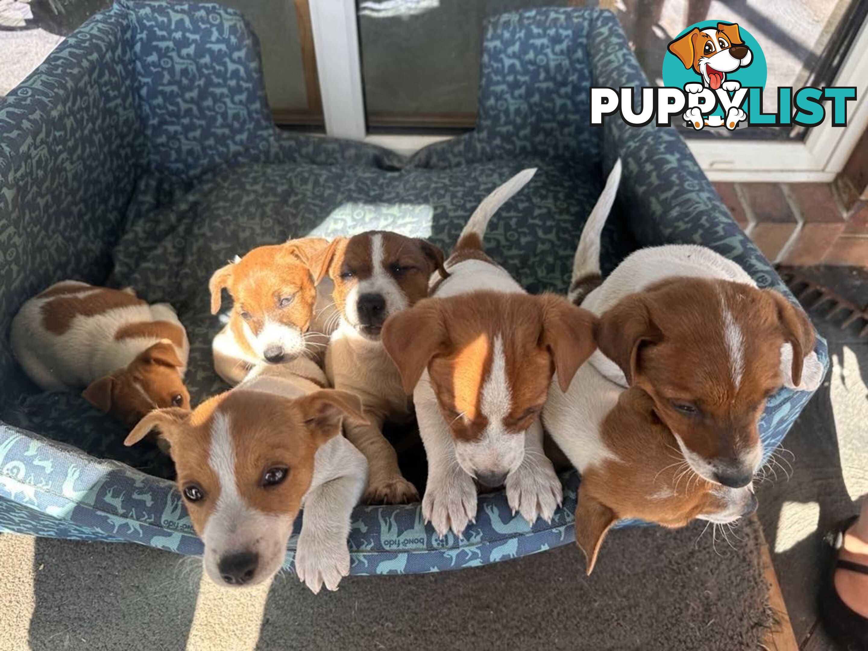 Jack Russel pups pure