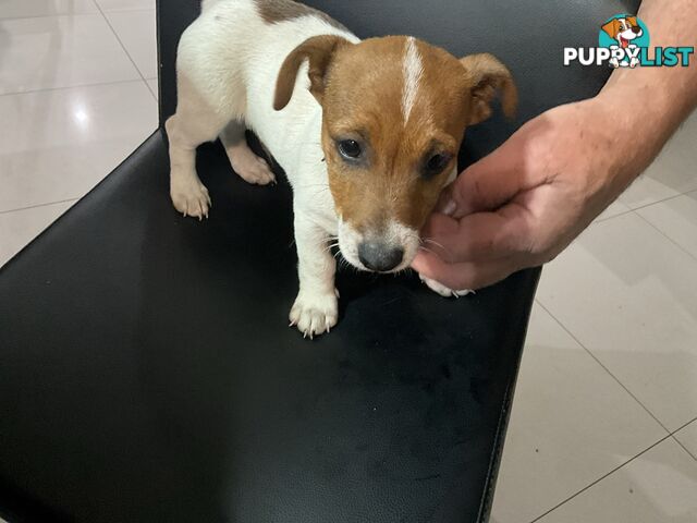 Jack Russel pups pure