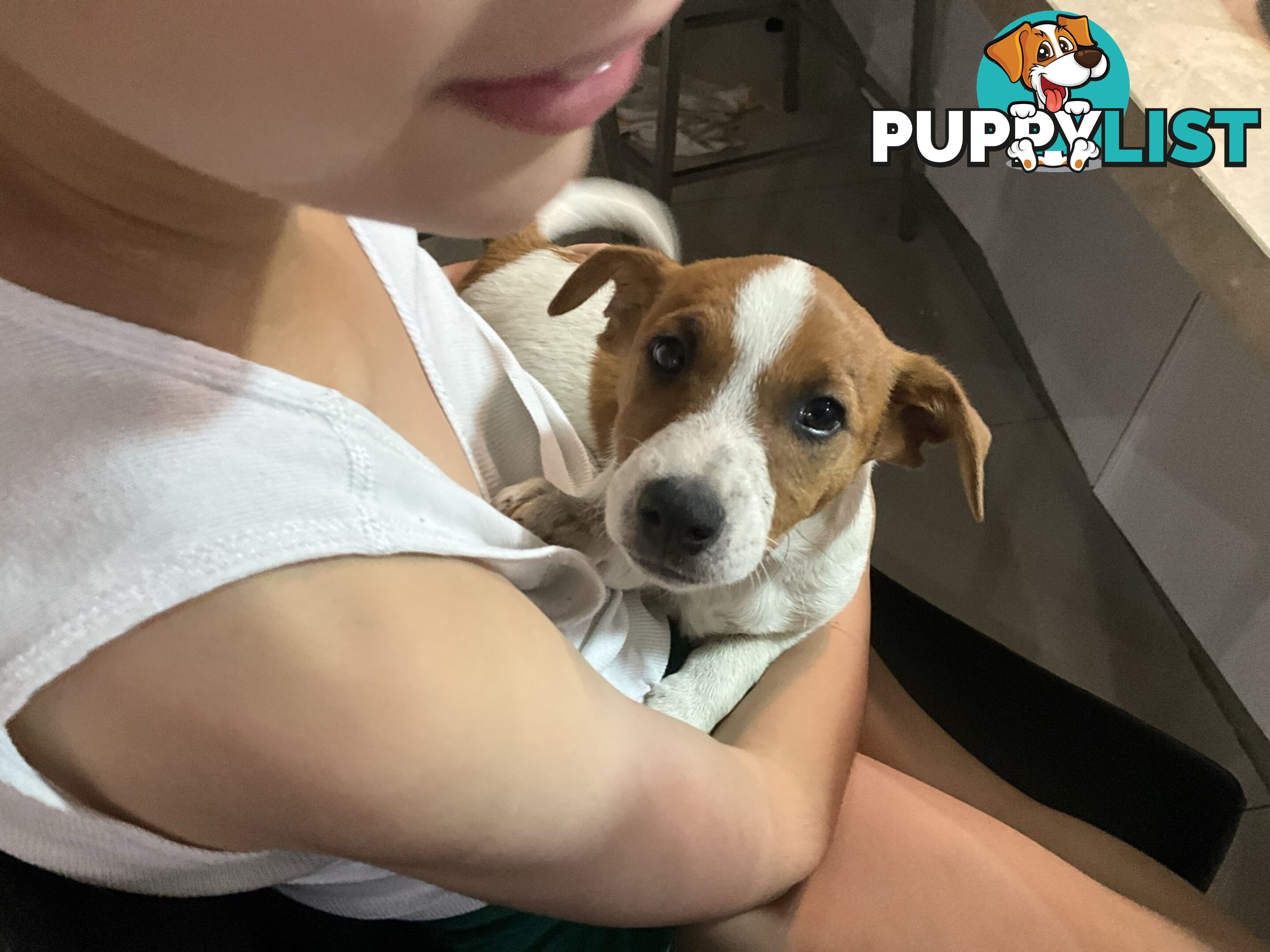 Jack Russel pups pure