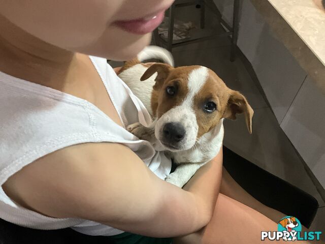 Jack Russel pups pure