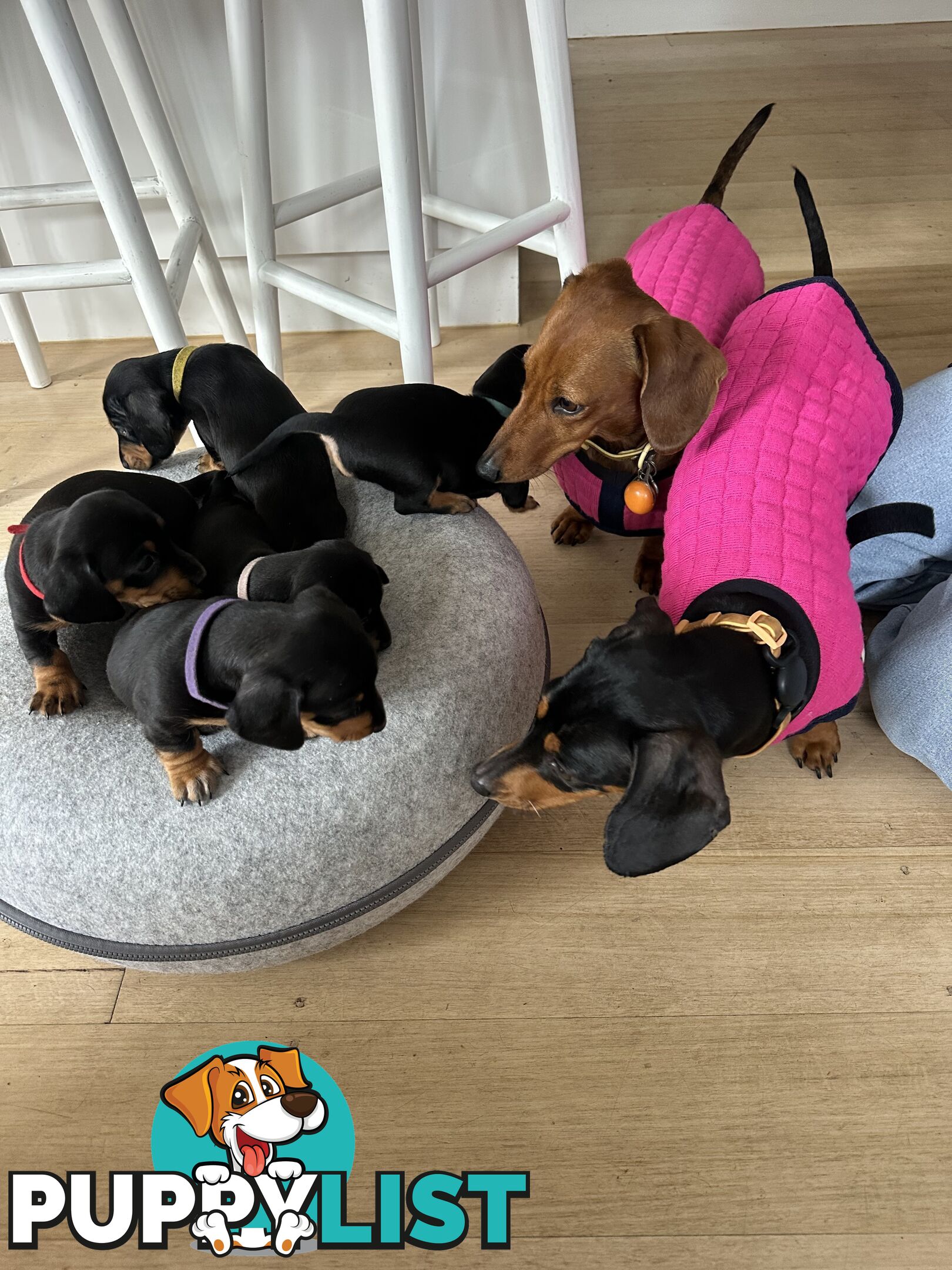 Mini Dachshund