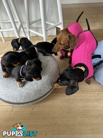 Mini Dachshund