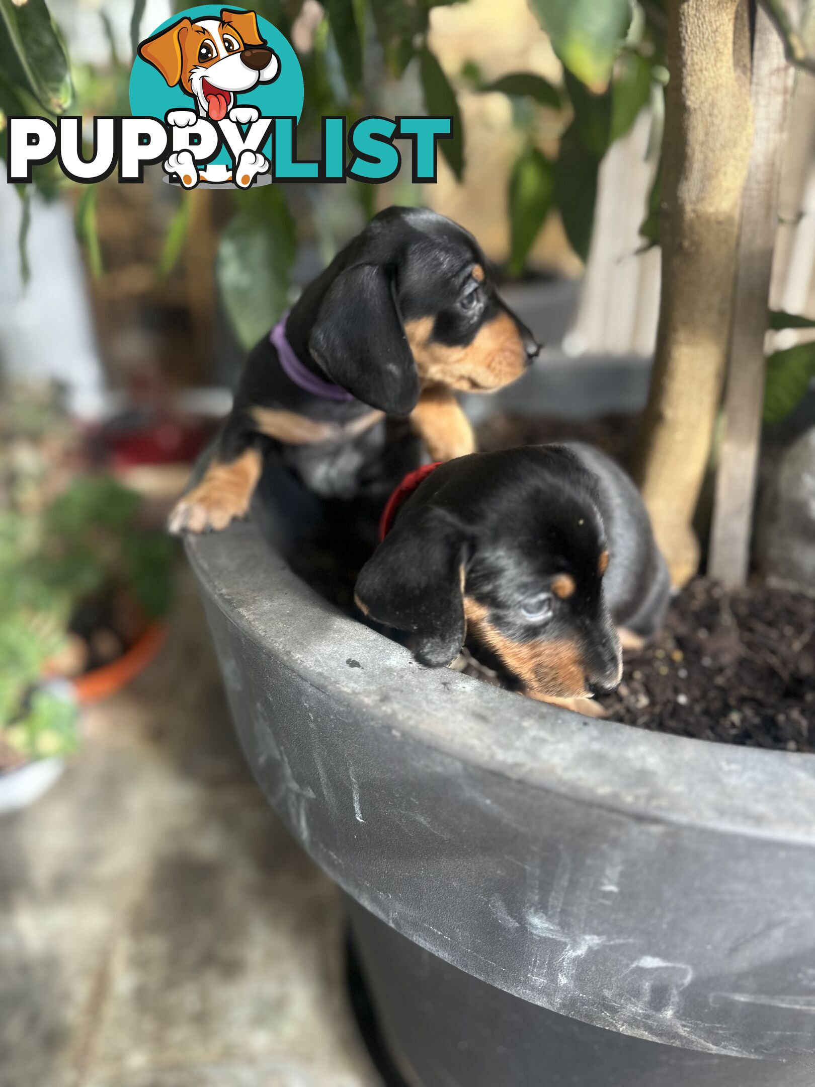 Mini Dachshund