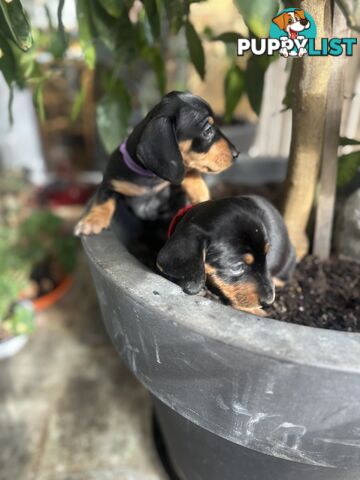 Mini Dachshund