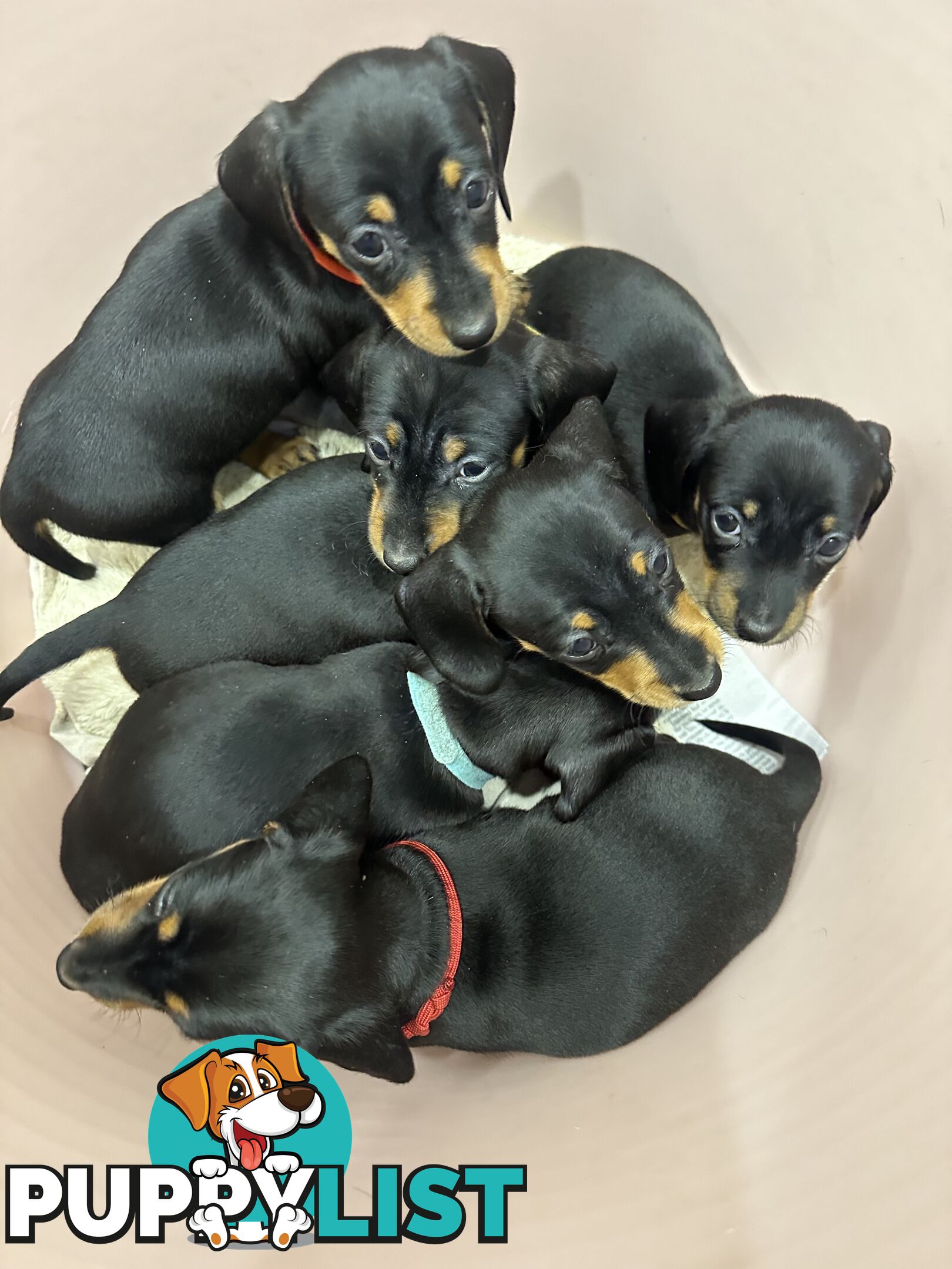 Mini Dachshund