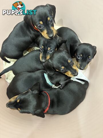 Mini Dachshund