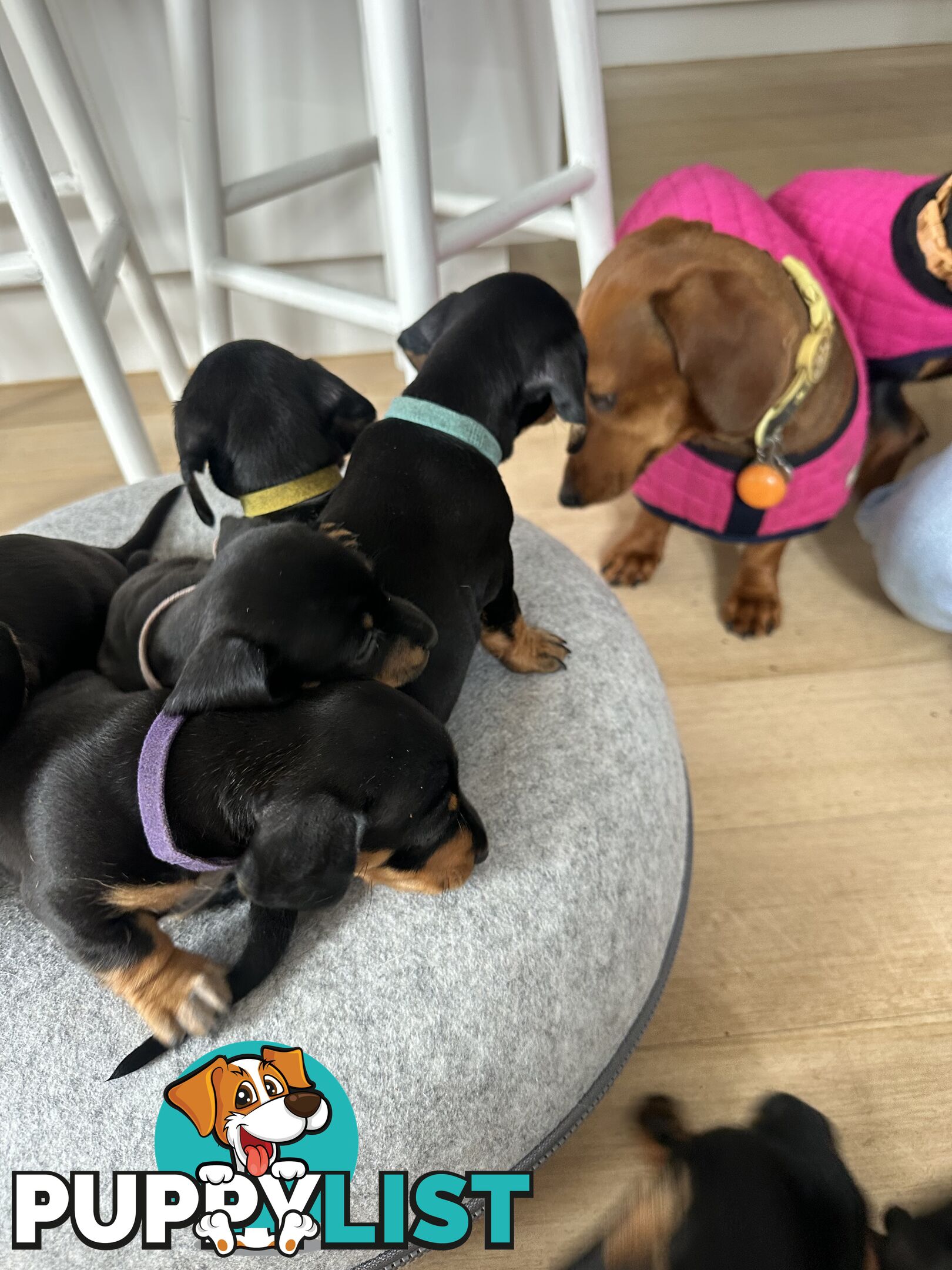 Mini Dachshund