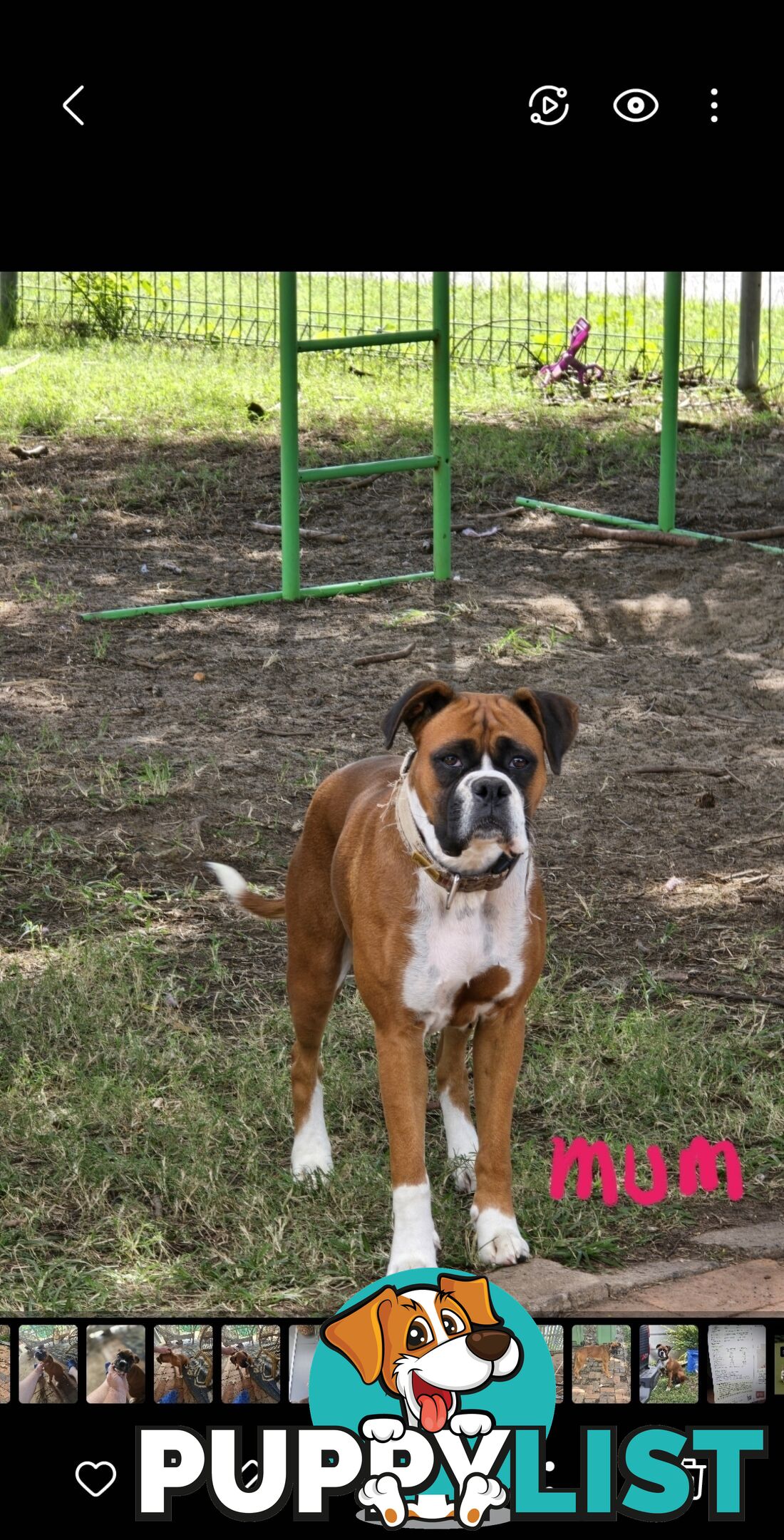 Pure boxer puppies.