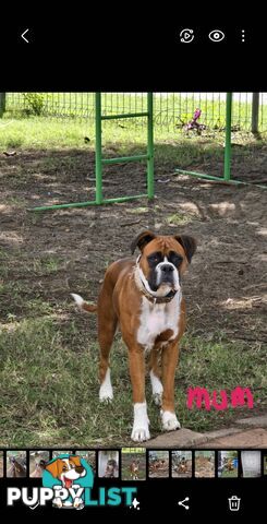 Pure boxer puppies.