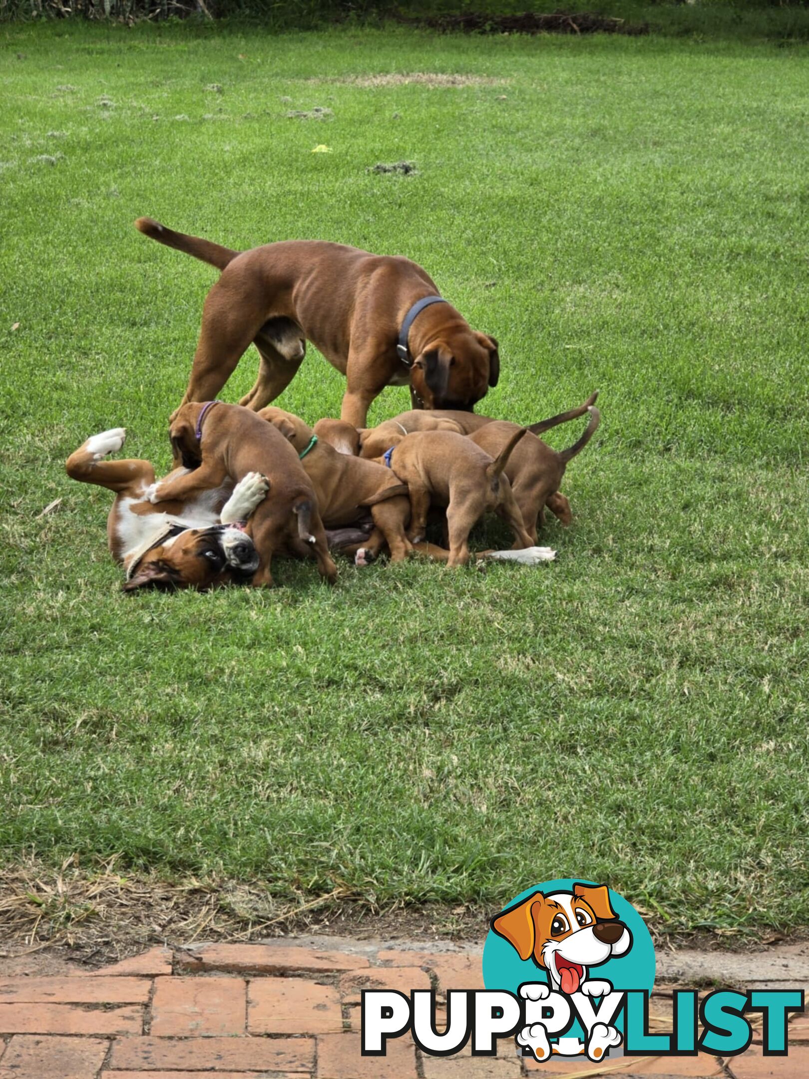Pure boxer puppies.