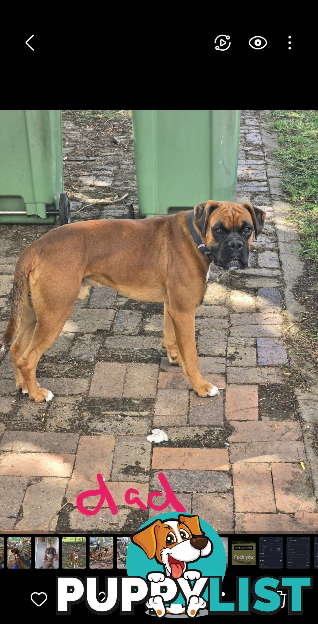 Pure boxer puppies.