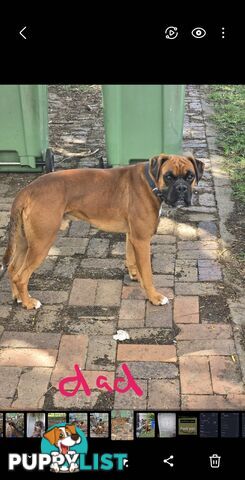 Pure boxer puppies.