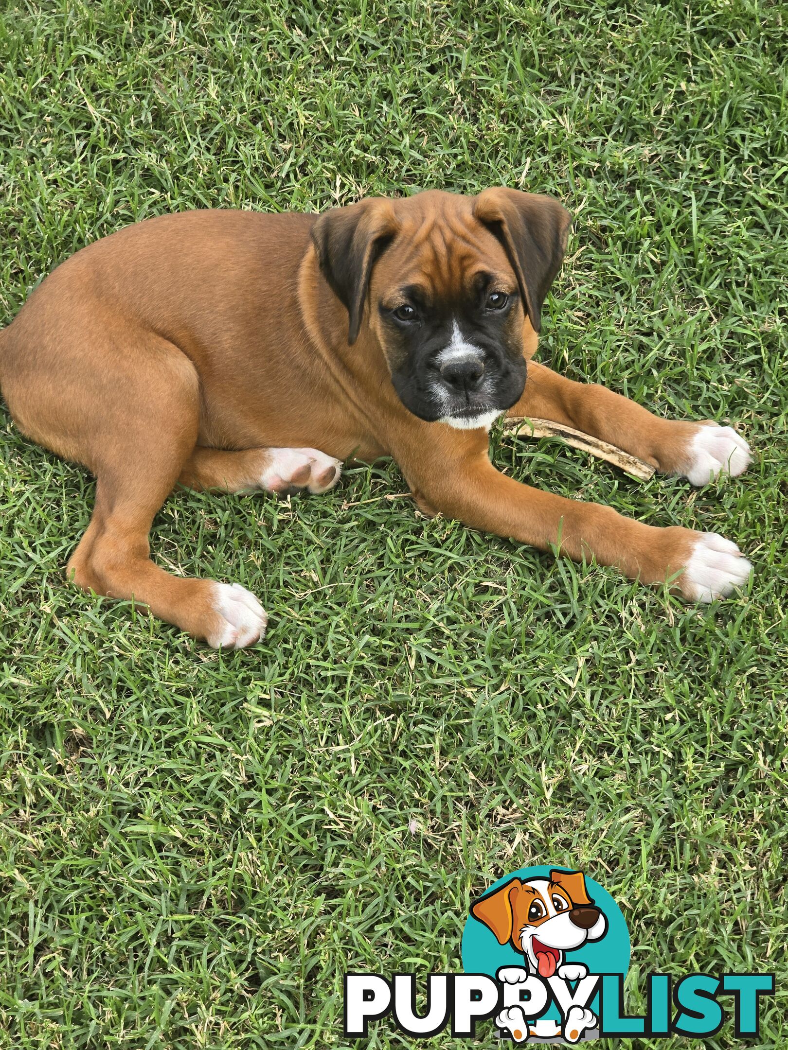 Pure boxer puppies.