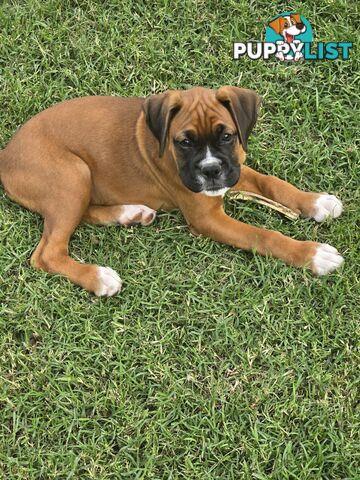Pure boxer puppies.