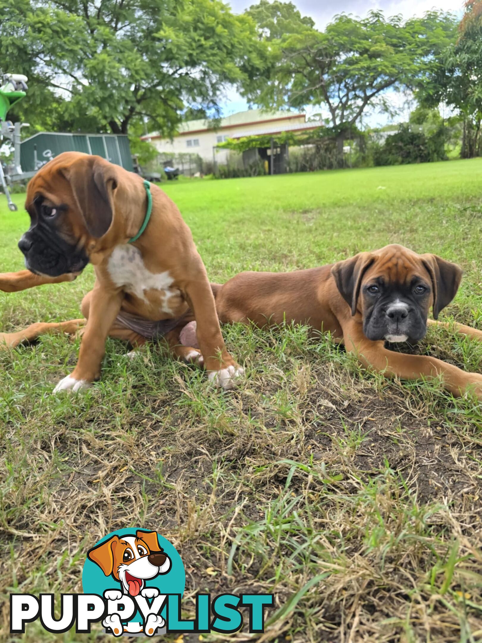 Pure boxer puppies.