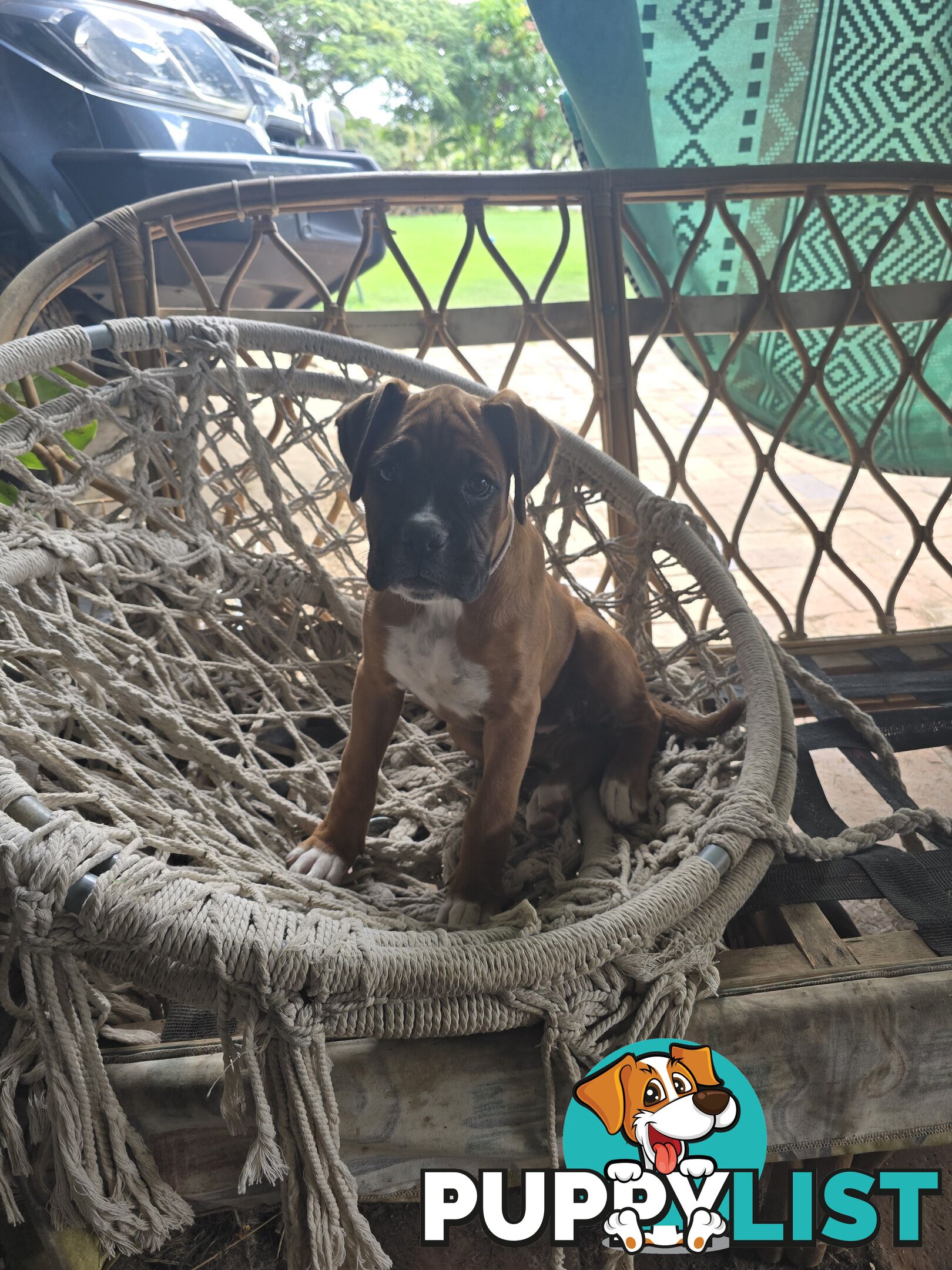 Pure boxer puppies.
