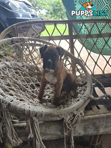 Pure boxer puppies.