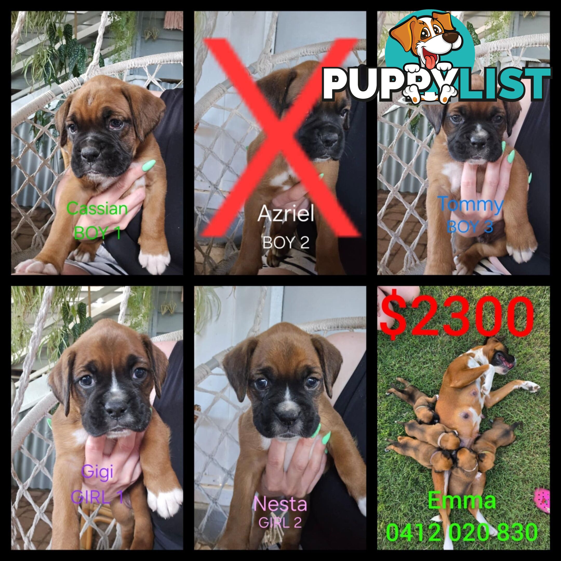 Pure boxer puppies.
