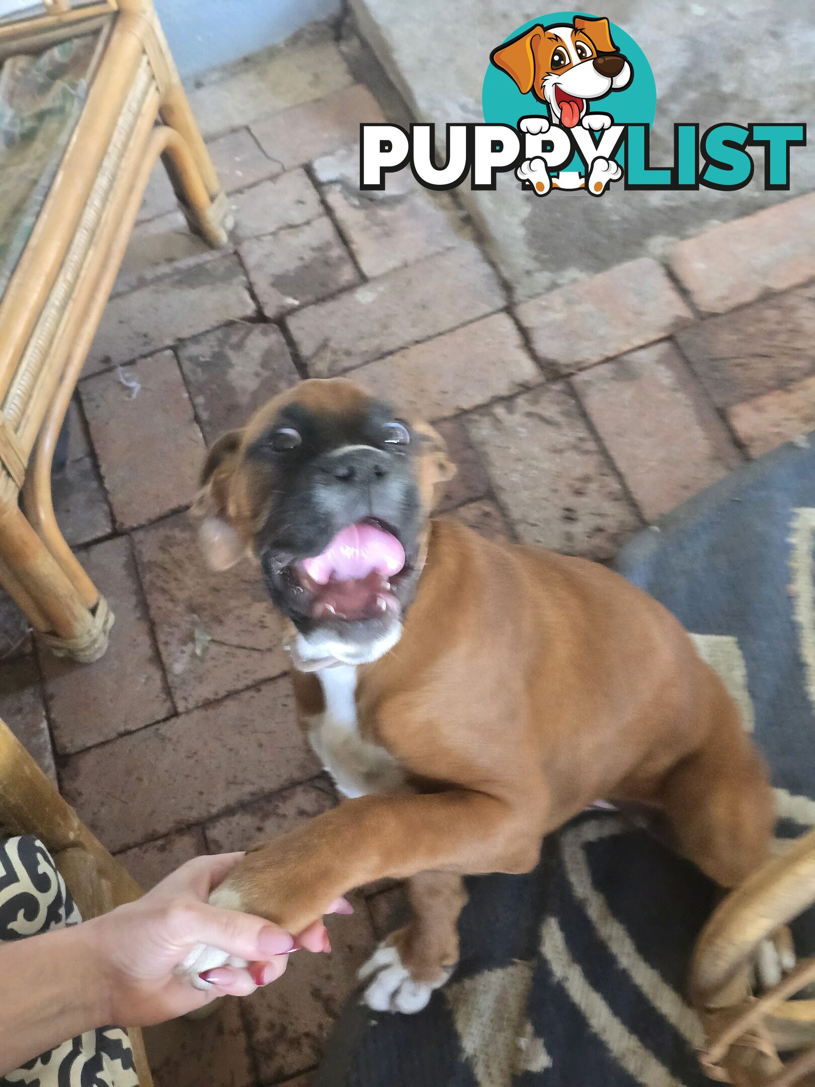 Pure boxer puppies.