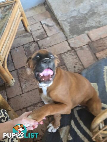 Pure boxer puppies.