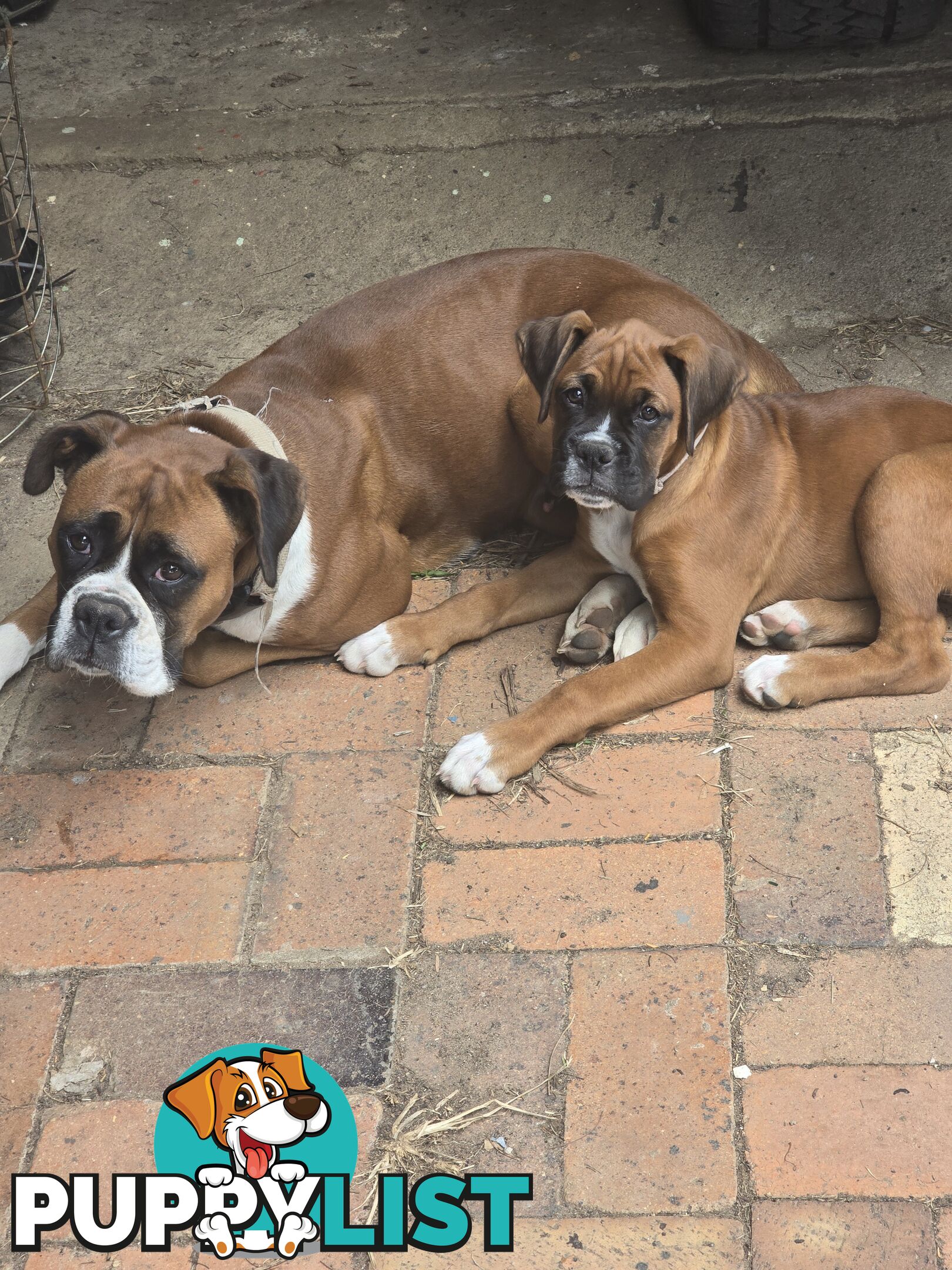 Pure boxer puppies.