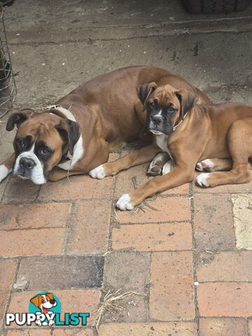 Pure boxer puppies.