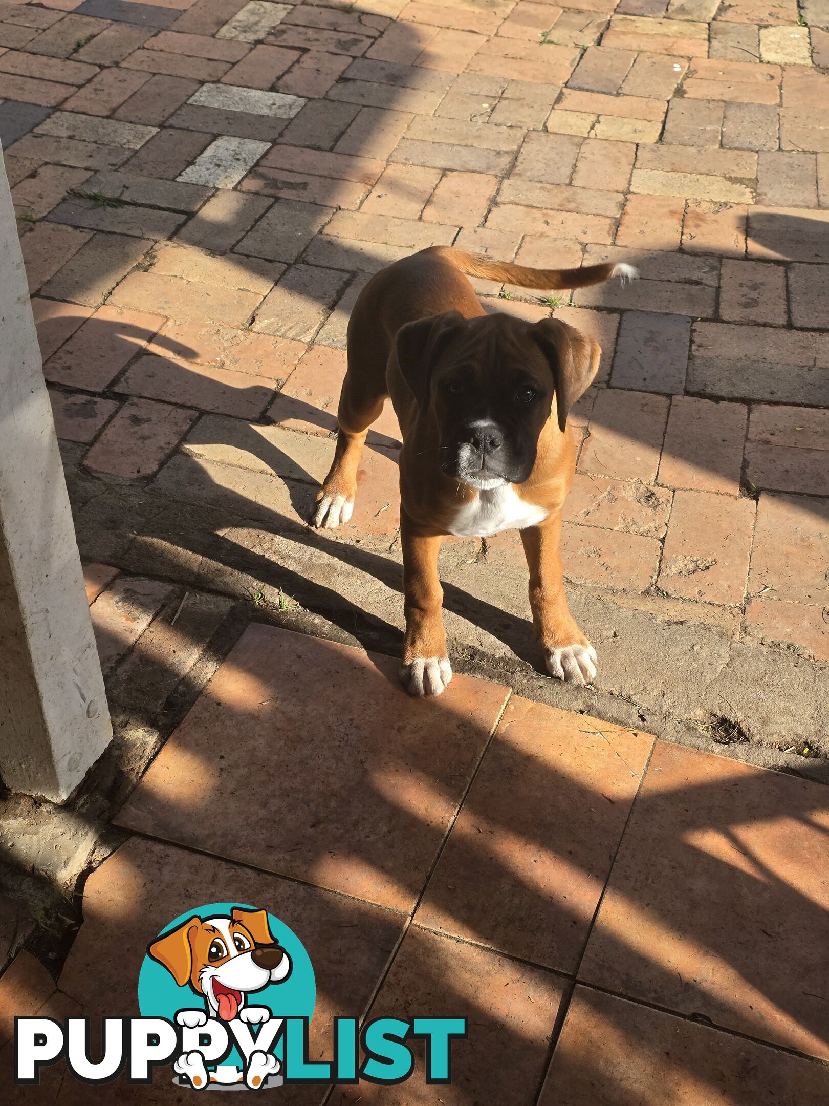 PURE BOXER FEMALE PUPPY