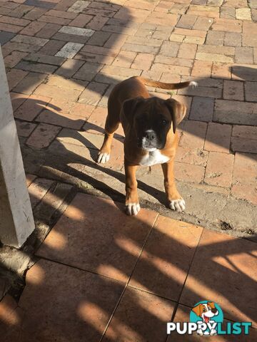 PURE BOXER FEMALE PUPPY