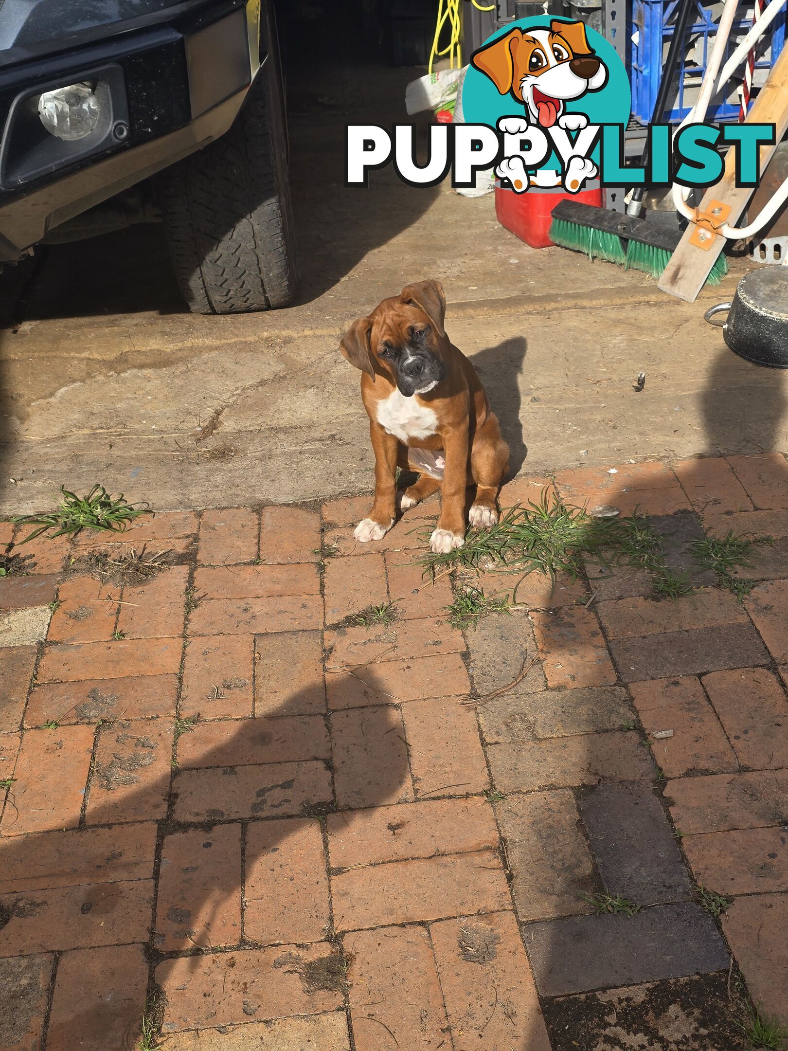 PURE BOXER FEMALE PUPPY