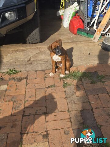 PURE BOXER FEMALE PUPPY
