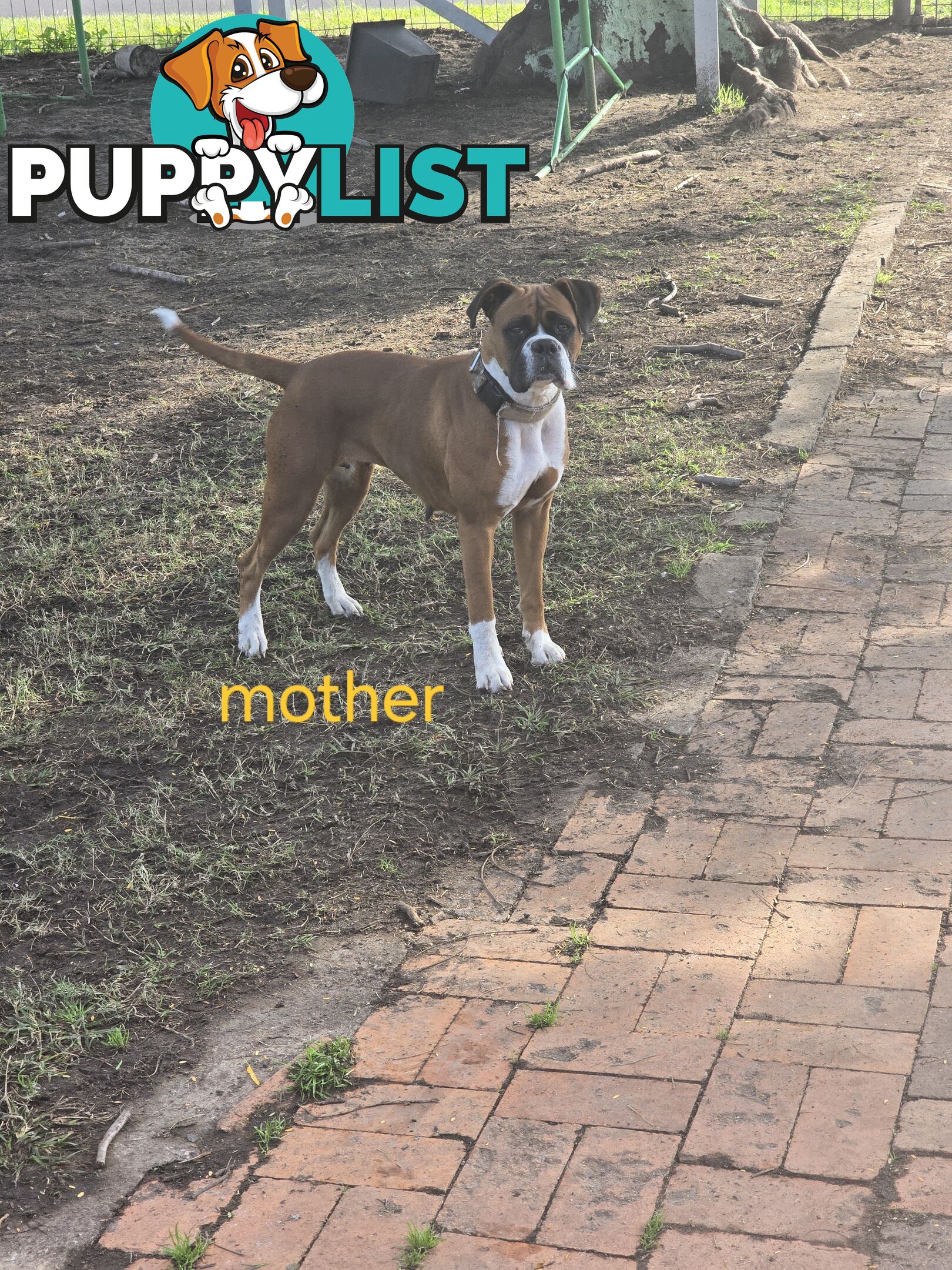 PURE BOXER FEMALE PUPPY