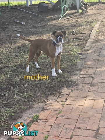 PURE BOXER FEMALE PUPPY