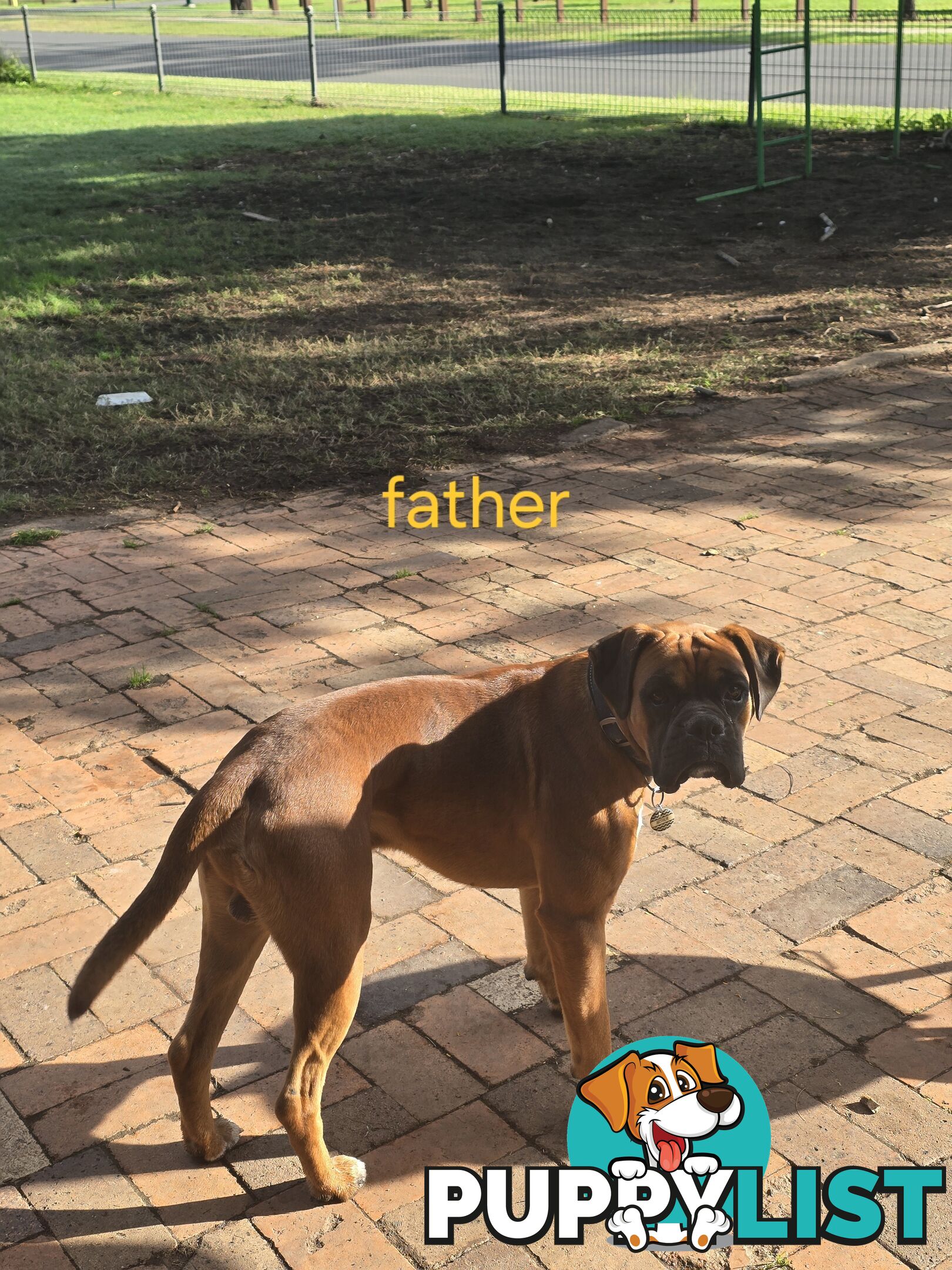 PURE BOXER FEMALE PUPPY