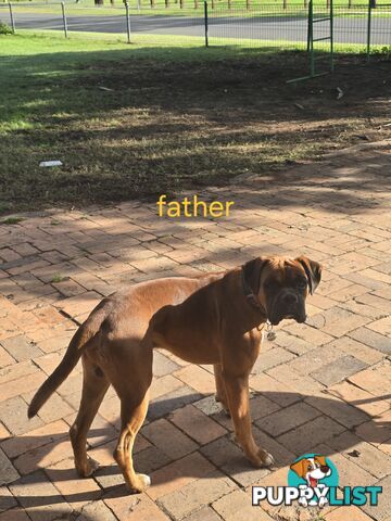 PURE BOXER FEMALE PUPPY