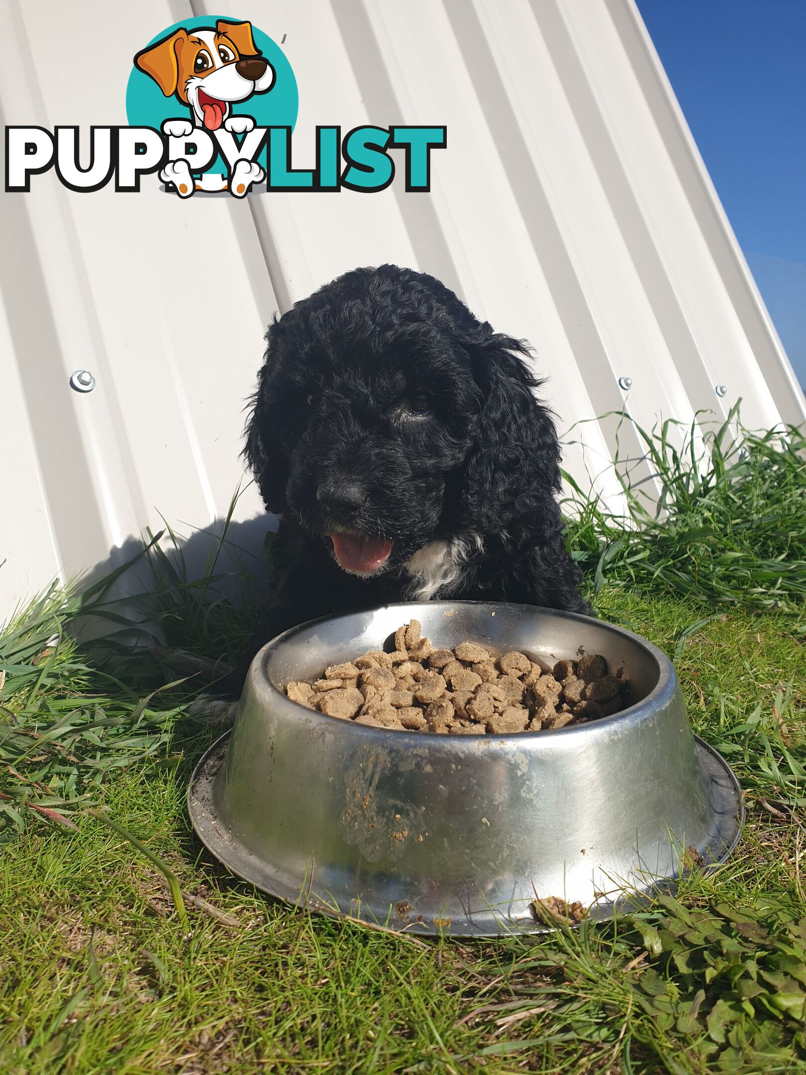 Poodle Cross Puppies (Bordoodle) Woodanilling/ Katanning