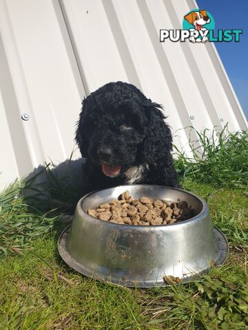 Poodle Cross Puppies (Bordoodle) Woodanilling/ Katanning