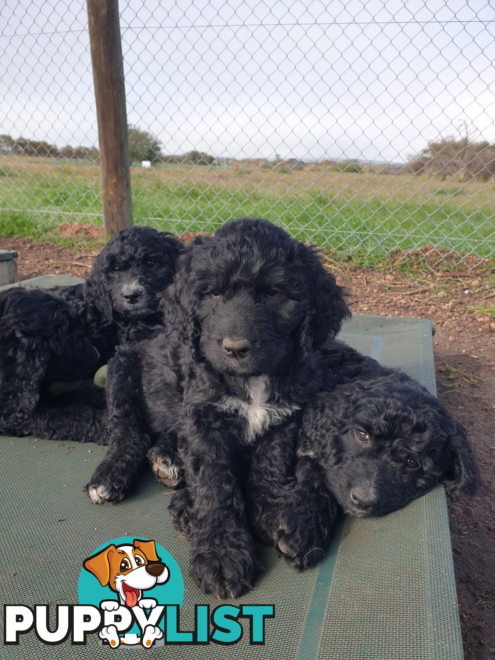 Poodle Cross Puppies (Bordoodle) Woodanilling/ Katanning
