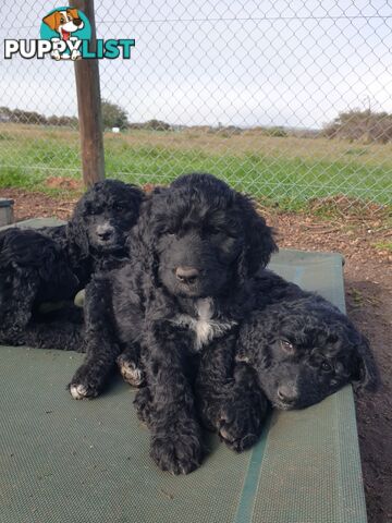 Poodle Cross Puppies (Bordoodle) Woodanilling/ Katanning