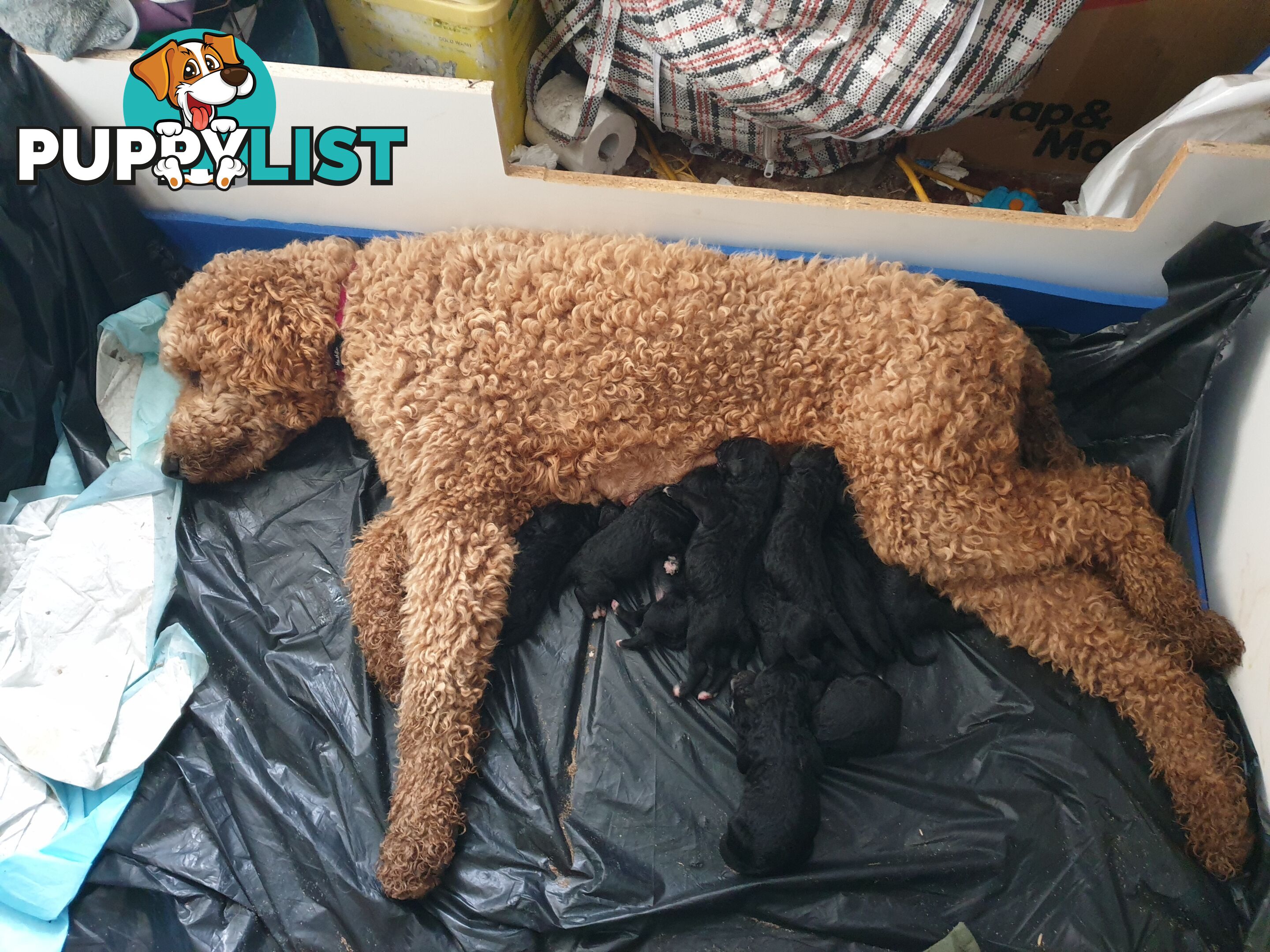 Poodle Cross Puppies (Bordoodle) Woodanilling/ Katanning