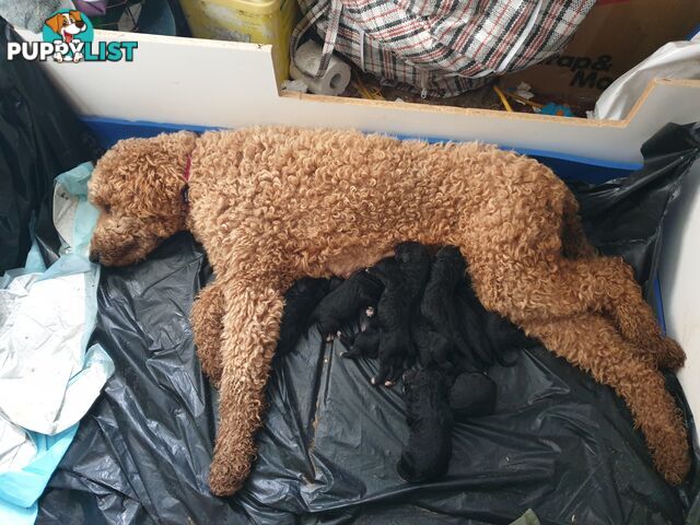 Poodle Cross Puppies (Bordoodle) Woodanilling/ Katanning