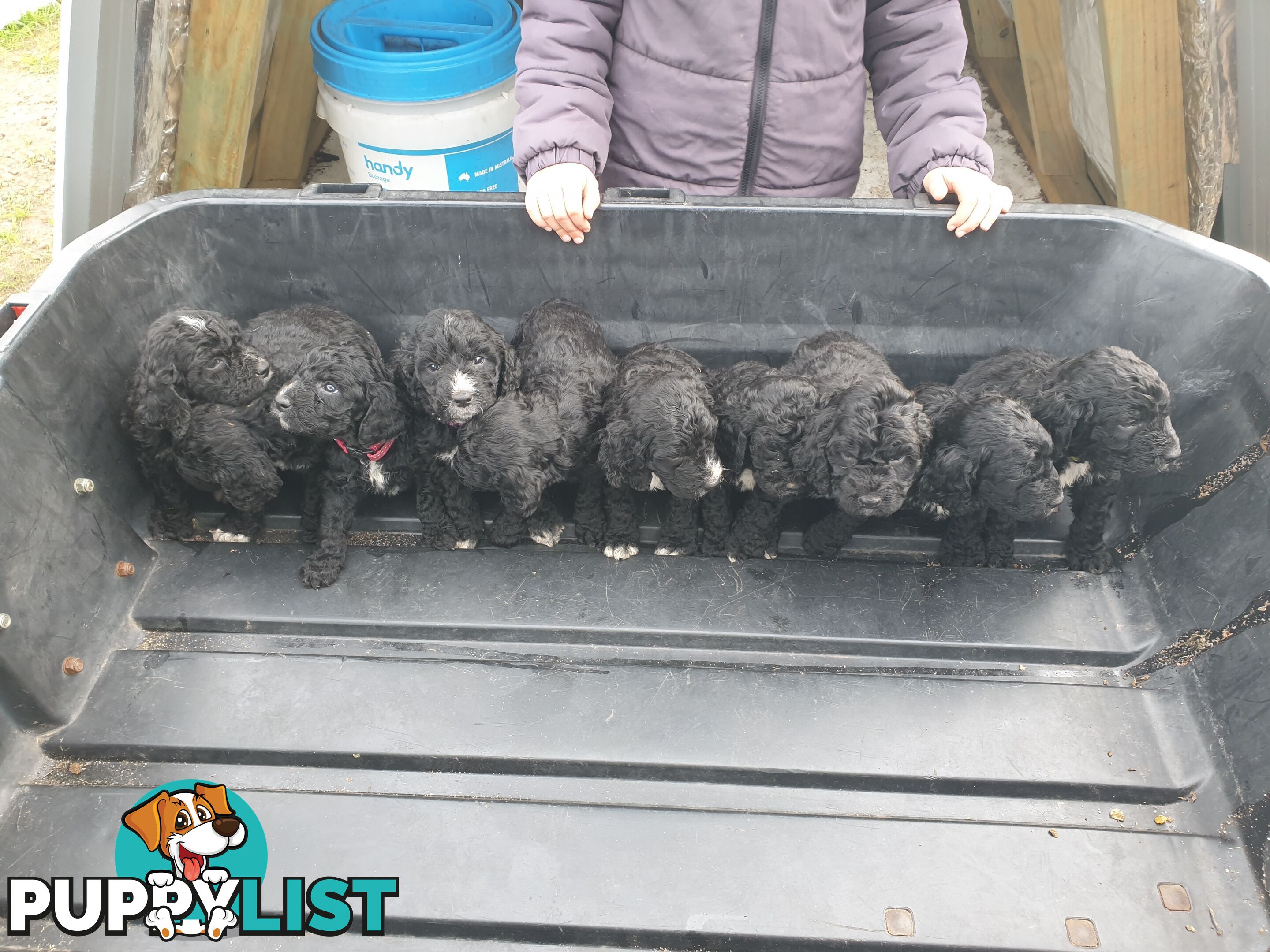 Poodle Cross Puppies (Bordoodle) Woodanilling/ Katanning
