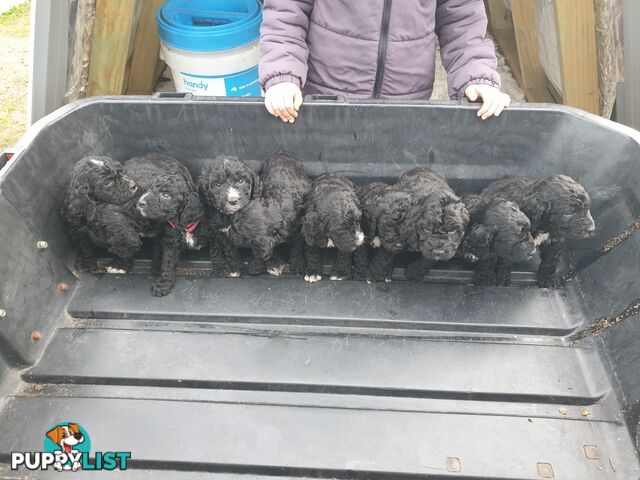 Poodle Cross Puppies (Bordoodle) Woodanilling/ Katanning