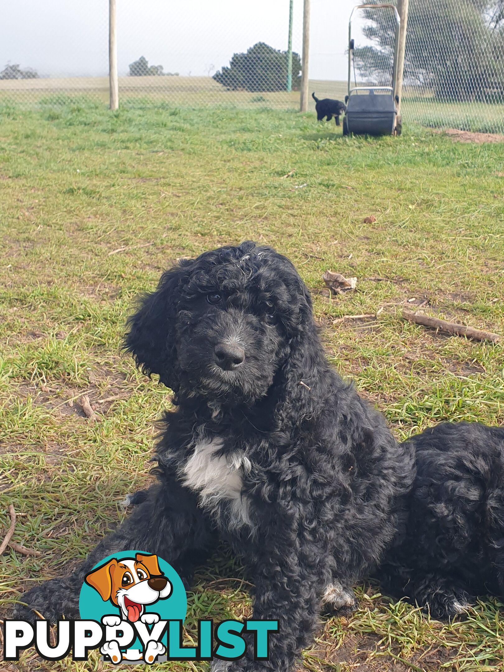 Poodle Cross Puppies (Bordoodle) Woodanilling/ Katanning