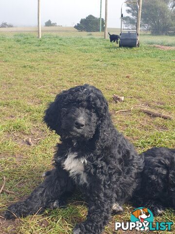 Poodle Cross Puppies (Bordoodle) Woodanilling/ Katanning