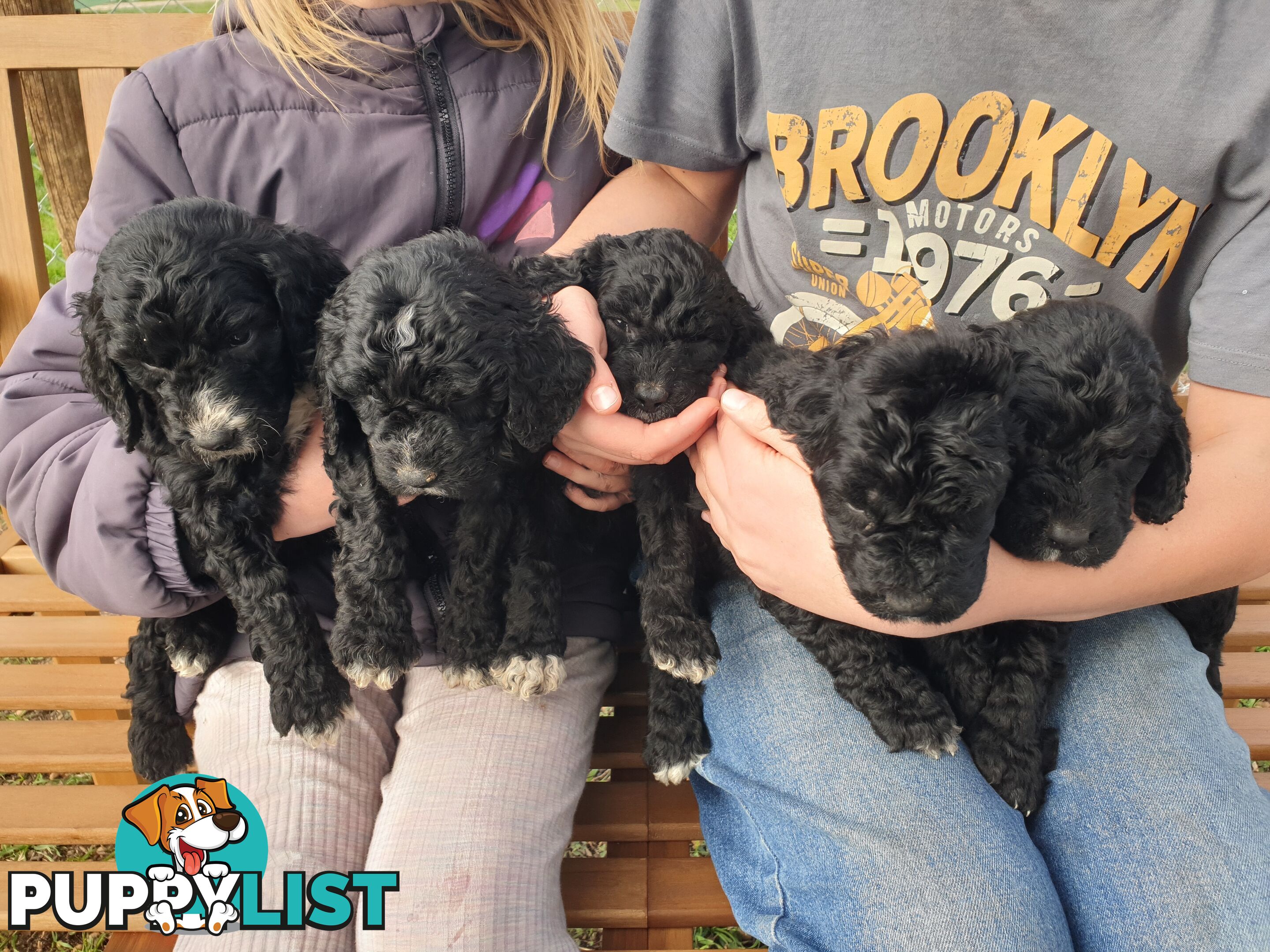 Poodle Cross Puppies (Bordoodle) Woodanilling/ Katanning