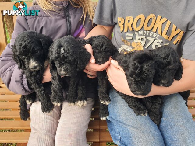 Poodle Cross Puppies (Bordoodle) Woodanilling/ Katanning