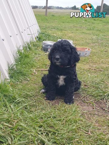 Poodle Cross Puppies (Bordoodle) Woodanilling/ Katanning
