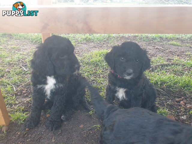 Poodle Cross Puppies (Bordoodle) Woodanilling/ Katanning